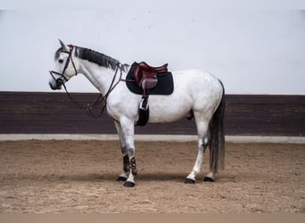 Koń holsztyński, Wałach, 10 lat, 175 cm, Siwa w hreczce