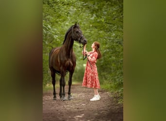 Koń holsztyński, Wałach, 12 lat, 171 cm, Kara