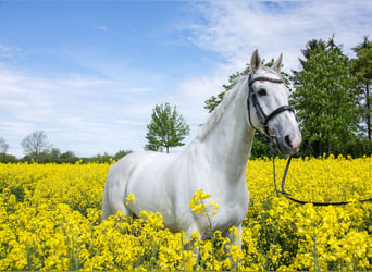 Koń holsztyński, Wałach, 12 lat, 171 cm, Siwa