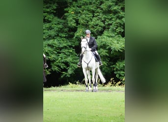Koń holsztyński, Wałach, 12 lat, 171 cm, Siwa
