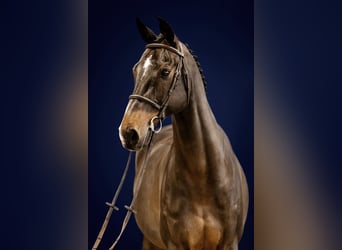 Koń holsztyński, Wałach, 12 lat, 174 cm, Ciemnogniada