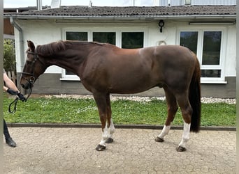 Koń holsztyński, Wałach, 12 lat, 174 cm, Kasztanowata