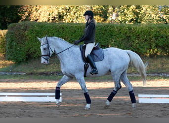 Koń holsztyński, Wałach, 12 lat, 176 cm, Siwa