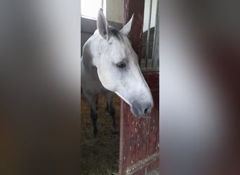 Koń holsztyński, Wałach, 13 lat, 170 cm, Siwa