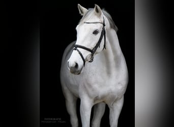 Koń holsztyński, Wałach, 14 lat, 167 cm, Siwa