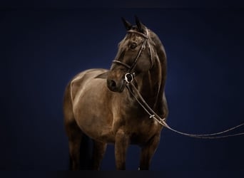 Koń holsztyński, Wałach, 14 lat, 168 cm, Ciemnogniada