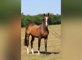 Koń holsztyński, Wałach, 14 lat, 169 cm, Ciemnogniada