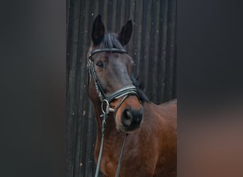 Koń holsztyński, Wałach, 14 lat, 172 cm, Ciemnogniada