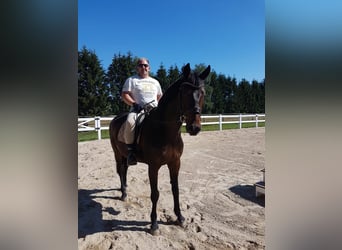 Koń holsztyński, Wałach, 14 lat, 175 cm, Ciemnogniada