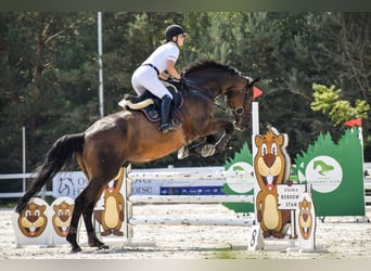 Koń holsztyński, Wałach, 14 lat, 185 cm, Gniada