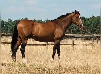 Koń holsztyński, Wałach, 15 lat, 170 cm, Gniada