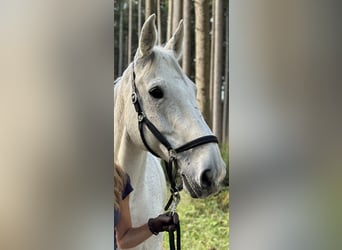 Koń holsztyński, Wałach, 15 lat, 178 cm, Siwa