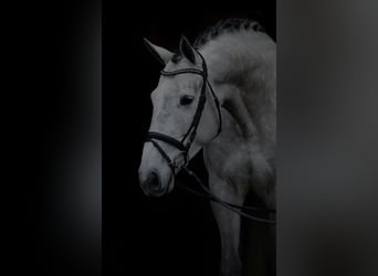 Koń holsztyński, Wałach, 16 lat, 178 cm, Siwa