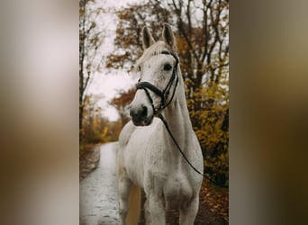 Koń holsztyński, Wałach, 17 lat, 178 cm, Siwa w hreczce