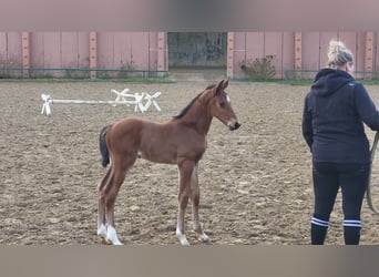 Koń holsztyński, Wałach, 1 Rok, 172 cm, Gniada
