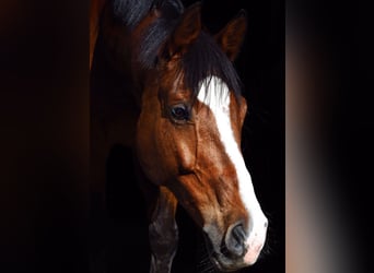 Koń holsztyński, Wałach, 20 lat, 171 cm, Jasnogniada
