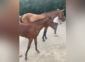 Koń holsztyński, Wałach, 2 lat, 154 cm, Gniada