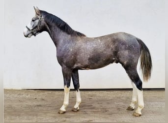 Koń holsztyński, Wałach, 2 lat, Siwa