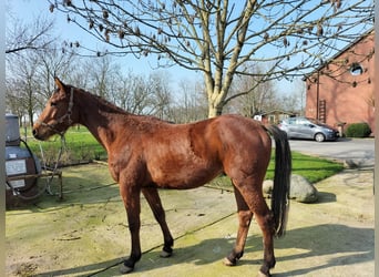 Koń holsztyński, Wałach, 3 lat, 160 cm, Gniada