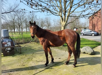 Koń holsztyński, Wałach, 3 lat, 160 cm, Gniada