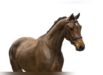 Koń holsztyński, Wałach, 3 lat, 161 cm, Gniada