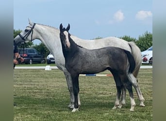 Koń holsztyński, Wałach, 3 lat, 163 cm, Siwa