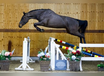 Koń holsztyński, Wałach, 3 lat, 164 cm, Gniada