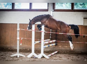 Koń holsztyński, Wałach, 3 lat, 164 cm