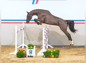 Koń holsztyński, Wałach, 3 lat, 165 cm, Ciemnogniada