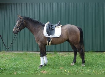 Koń holsztyński, Wałach, 3 lat, 165 cm, Formy Brown Falb