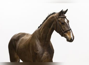 Koń holsztyński, Wałach, 3 lat, 165 cm, Gniada