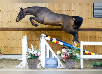 Koń holsztyński, Wałach, 3 lat, 167 cm, Gniada