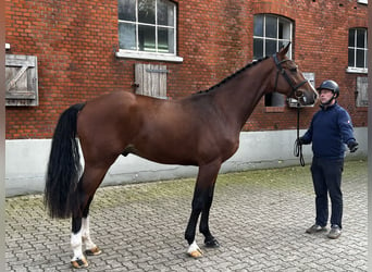 Koń holsztyński, Wałach, 3 lat, 168 cm, Gniada