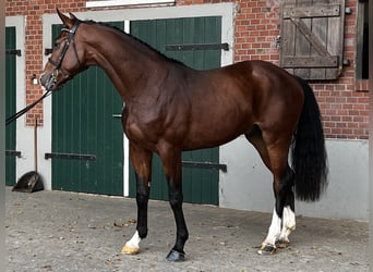 Koń holsztyński, Wałach, 3 lat, 168 cm, Gniada
