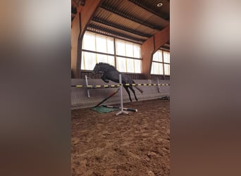 Koń holsztyński, Wałach, 3 lat, 168 cm, Stalowosiwy