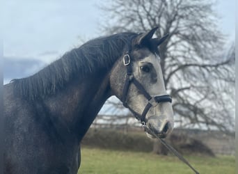 Koń holsztyński, Wałach, 3 lat, 170 cm, Siwa