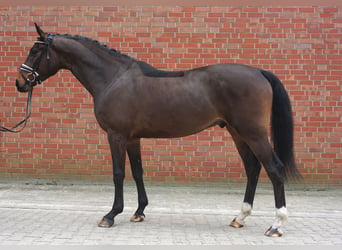 Koń holsztyński, Wałach, 4 lat, 163 cm, Ciemnogniada