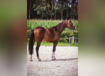 Koń holsztyński, Wałach, 4 lat, 164 cm