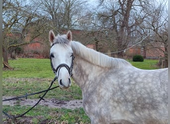 Koń holsztyński, Wałach, 4 lat, 164 cm, Siwa jabłkowita