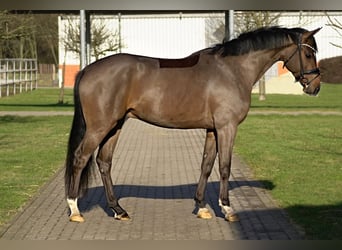 Koń holsztyński, Wałach, 4 lat, 165 cm, Ciemnogniada