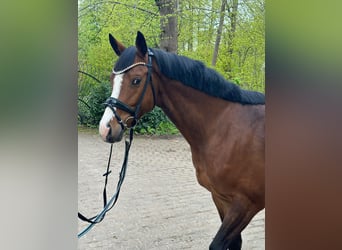 Koń holsztyński, Wałach, 4 lat, 165 cm, Gniada