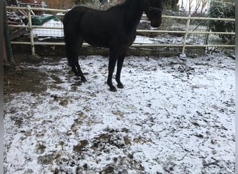 Koń holsztyński, Wałach, 4 lat, 166 cm, Ciemnogniada