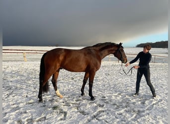 Koń holsztyński, Wałach, 4 lat, 167 cm, Ciemnogniada
