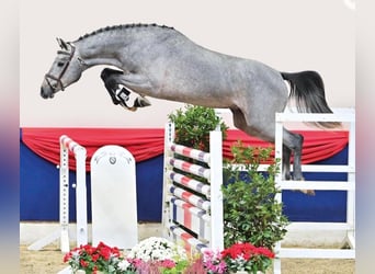 Koń holsztyński, Wałach, 4 lat, 167 cm, Siwa jabłkowita