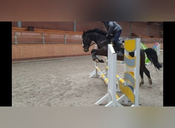 Koń holsztyński, Wałach, 4 lat, 168 cm, Ciemnogniada