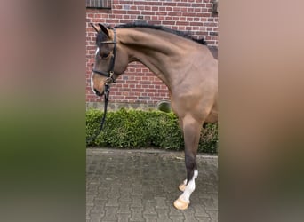 Koń holsztyński, Wałach, 4 lat, 168 cm, Gniada