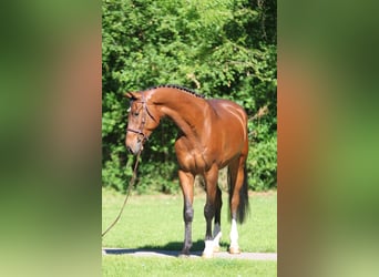 Koń holsztyński, Wałach, 4 lat, 169 cm, Gniada