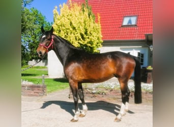 Koń holsztyński, Wałach, 4 lat, 170 cm, Gniada