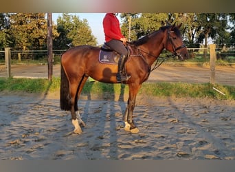 Koń holsztyński, Wałach, 4 lat, 172 cm, Ciemnogniada