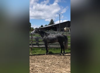 Koń holsztyński, Wałach, 4 lat, 175 cm